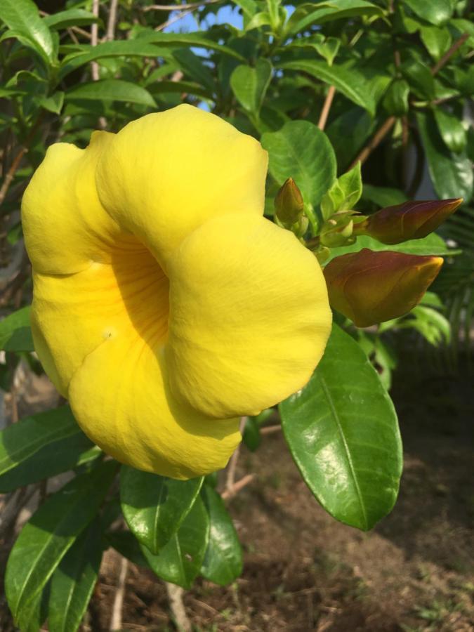 Samui Garden Resort Bang Rak Beach  Zewnętrze zdjęcie