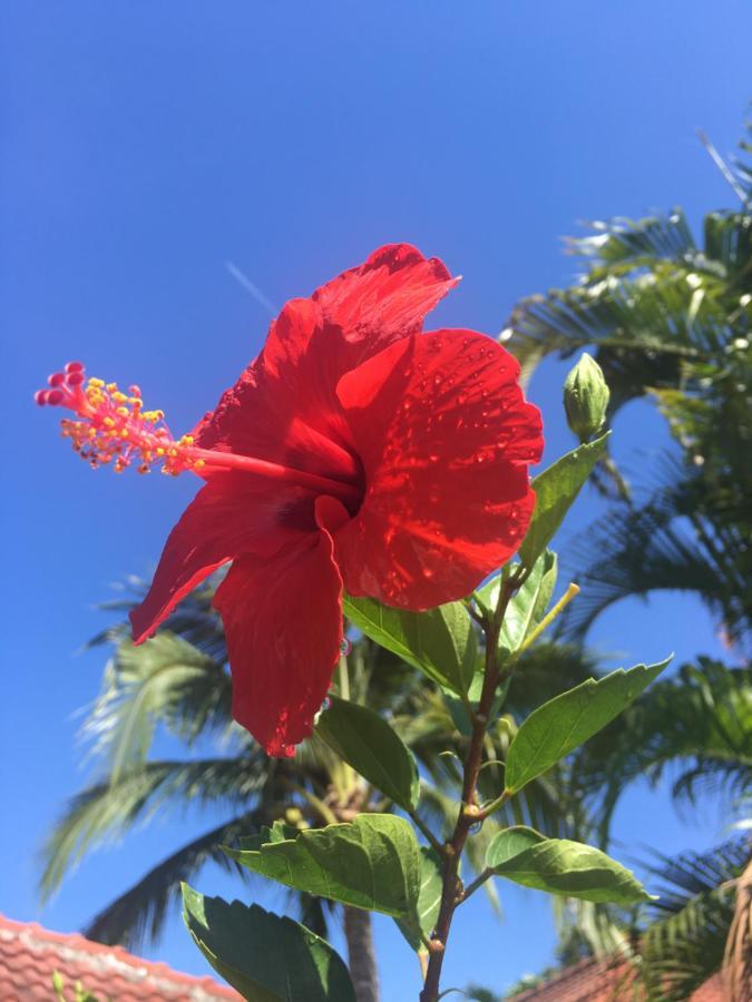 Samui Garden Resort Bang Rak Beach  Zewnętrze zdjęcie
