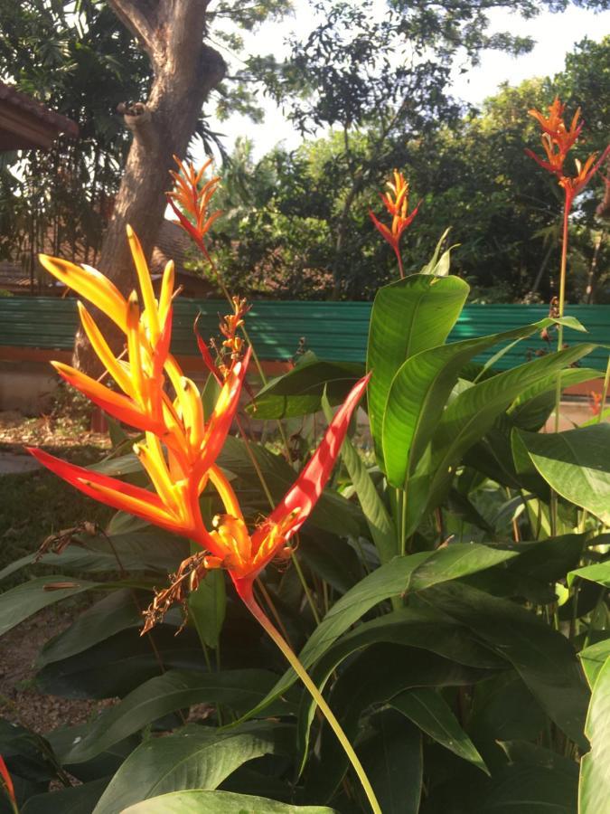 Samui Garden Resort Bang Rak Beach  Zewnętrze zdjęcie