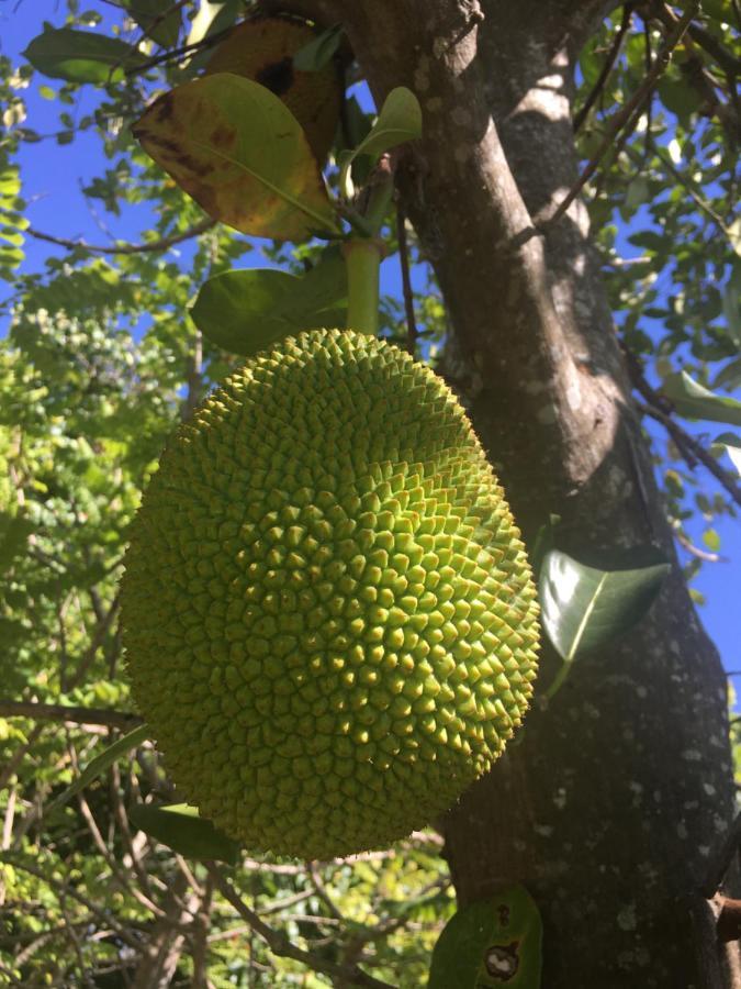Samui Garden Resort Bang Rak Beach  Zewnętrze zdjęcie