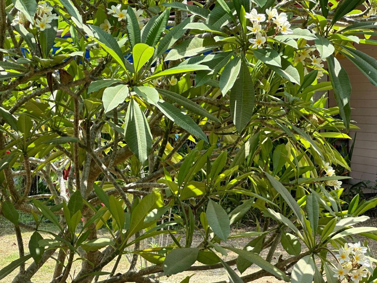 Samui Garden Resort Bang Rak Beach  Zewnętrze zdjęcie