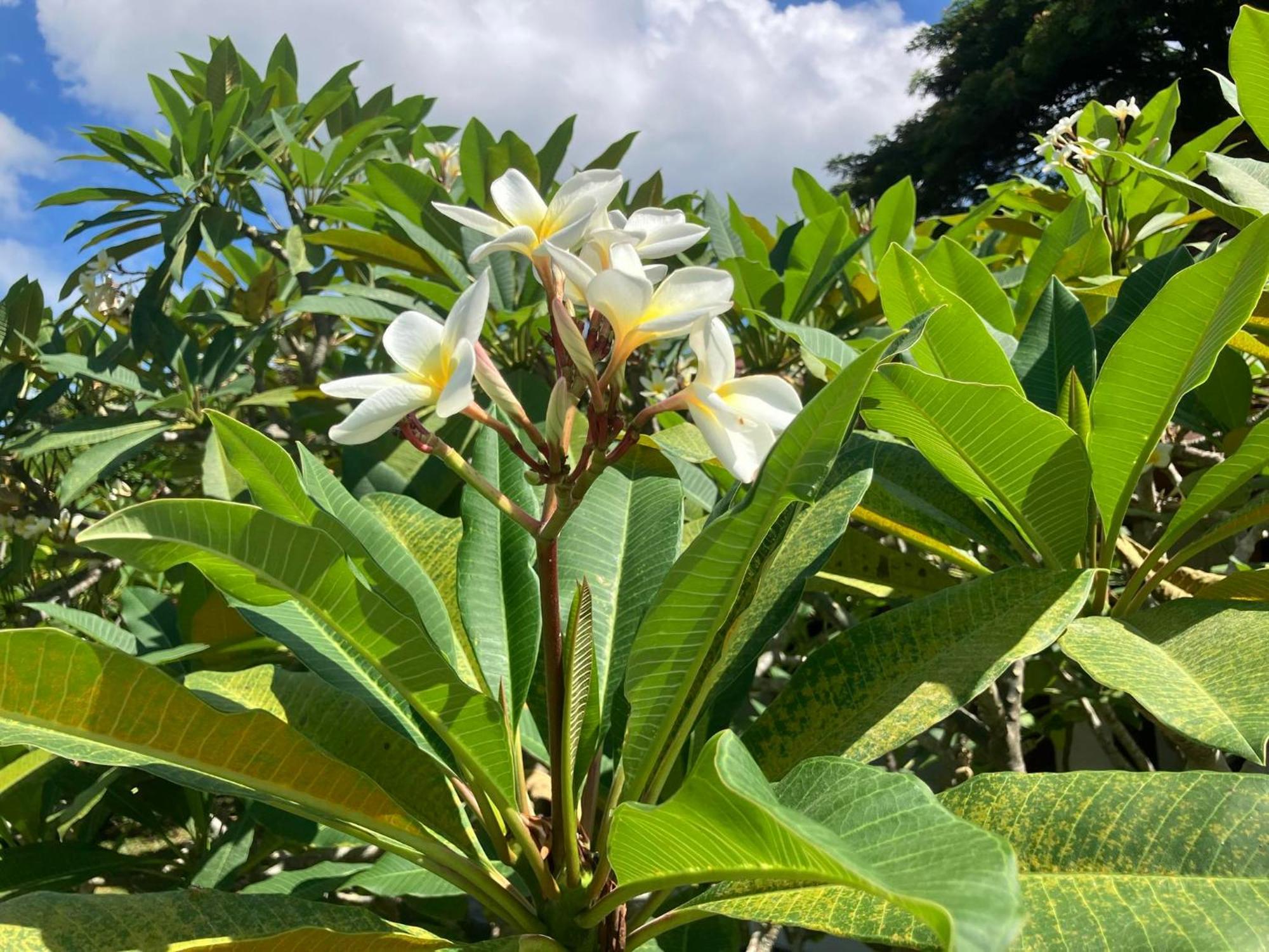 Samui Garden Resort Bang Rak Beach  Zewnętrze zdjęcie