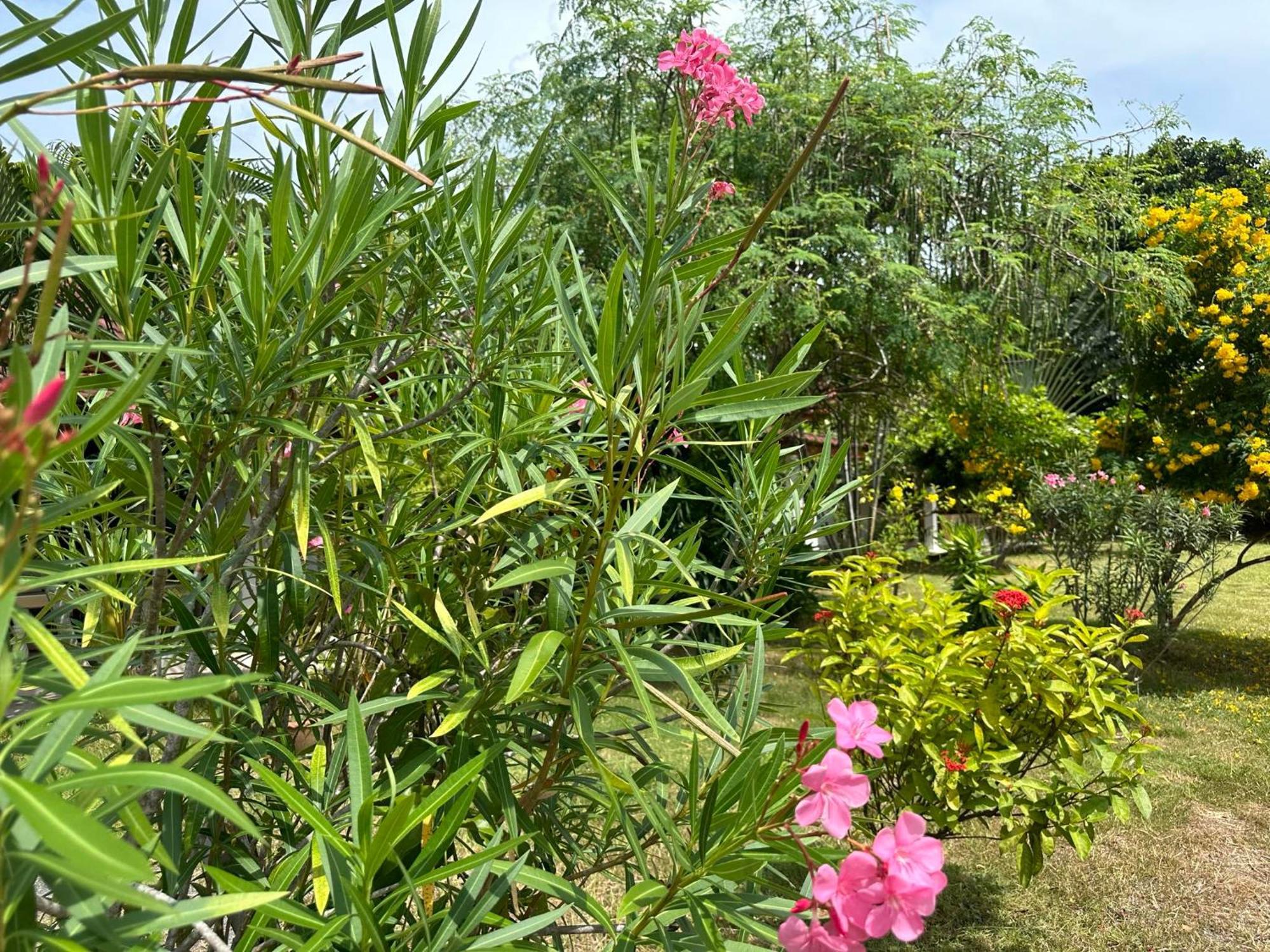 Samui Garden Resort Bang Rak Beach  Zewnętrze zdjęcie