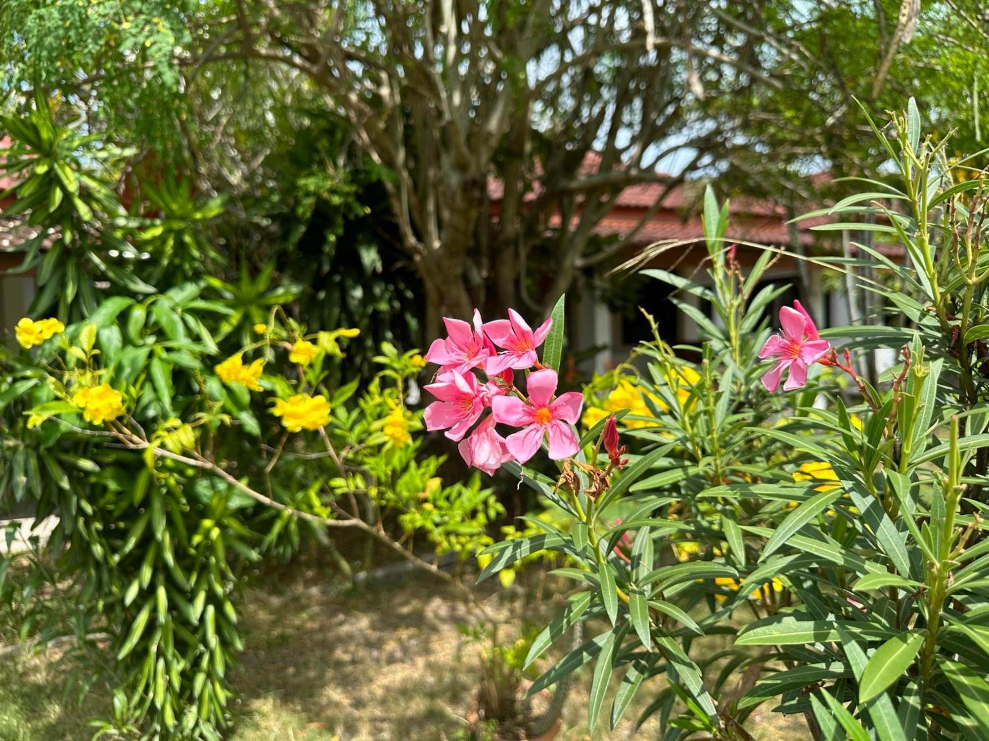 Samui Garden Resort Bang Rak Beach  Zewnętrze zdjęcie
