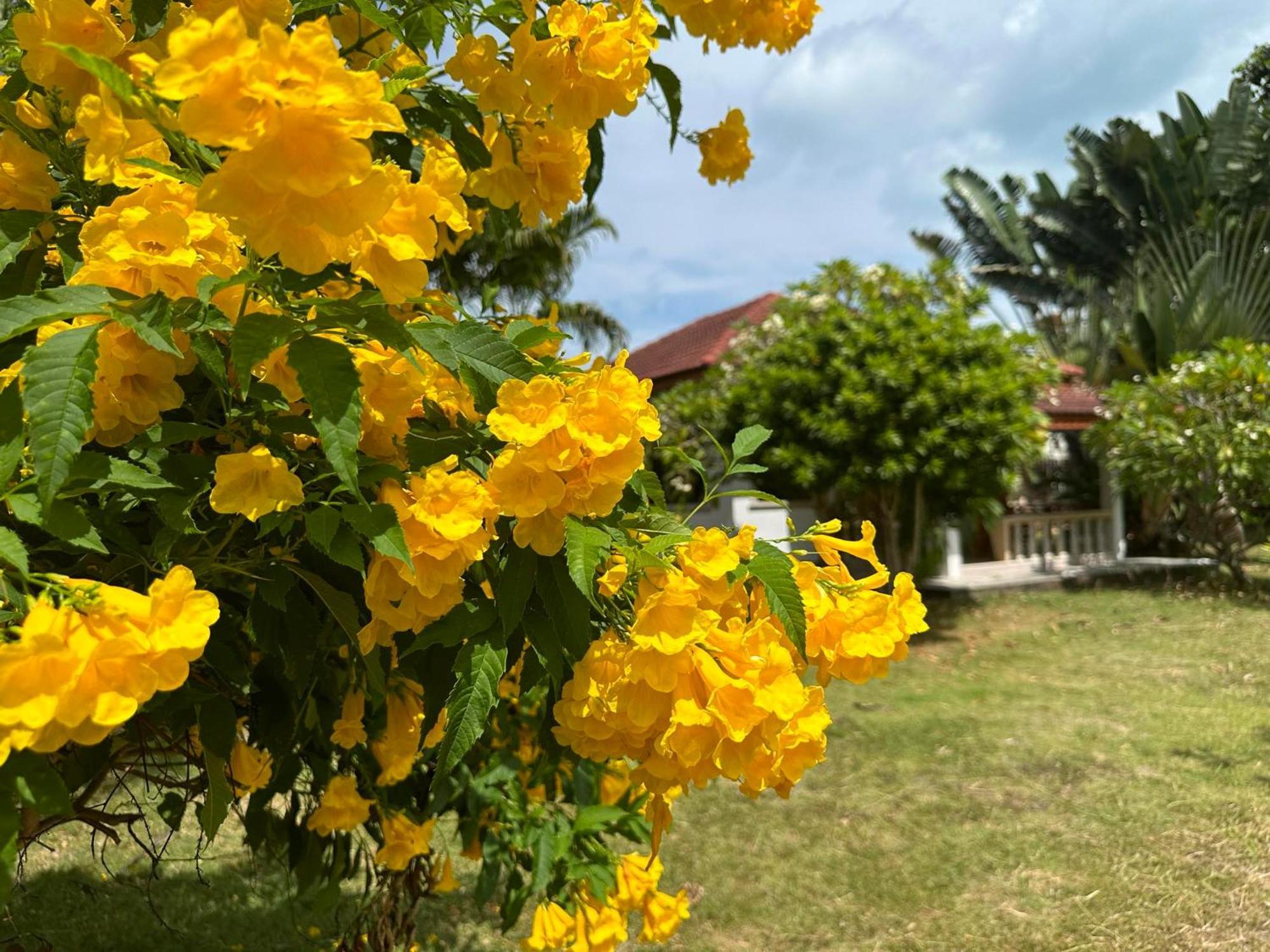 Samui Garden Resort Bang Rak Beach  Zewnętrze zdjęcie